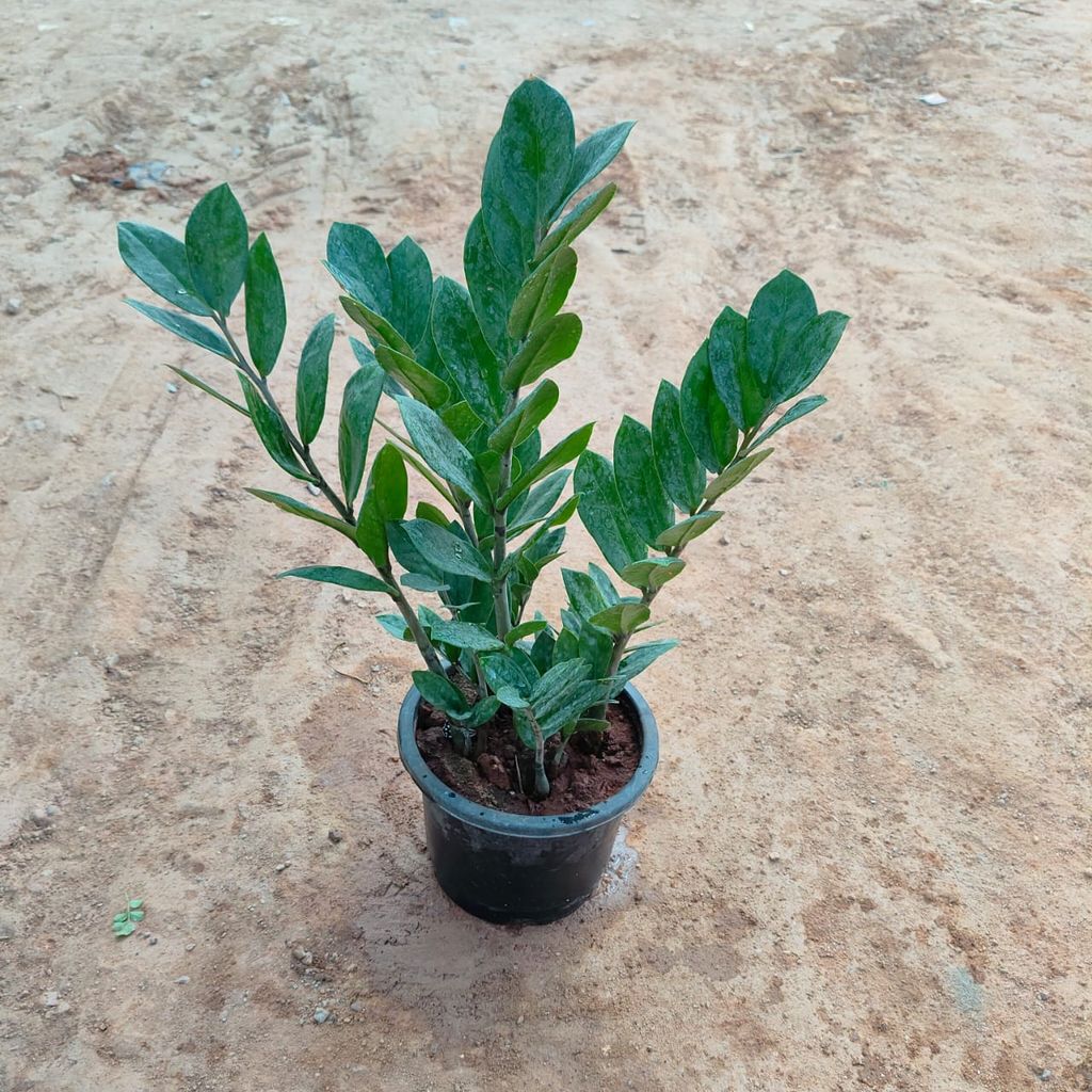 Buy Zz Green in 4 Inch Nursery Pot Online | Urvann.com Zz Green in 4 Inch Nursery Pot