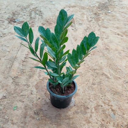 Buy Zz Green  in 4 Inch Nursery Pot Online | Urvann.com