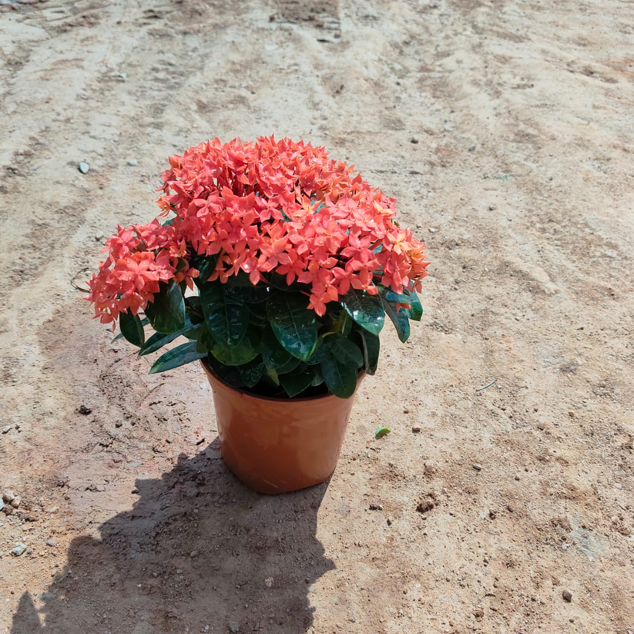 Ixora Red in 5 Inch Nursery Pot