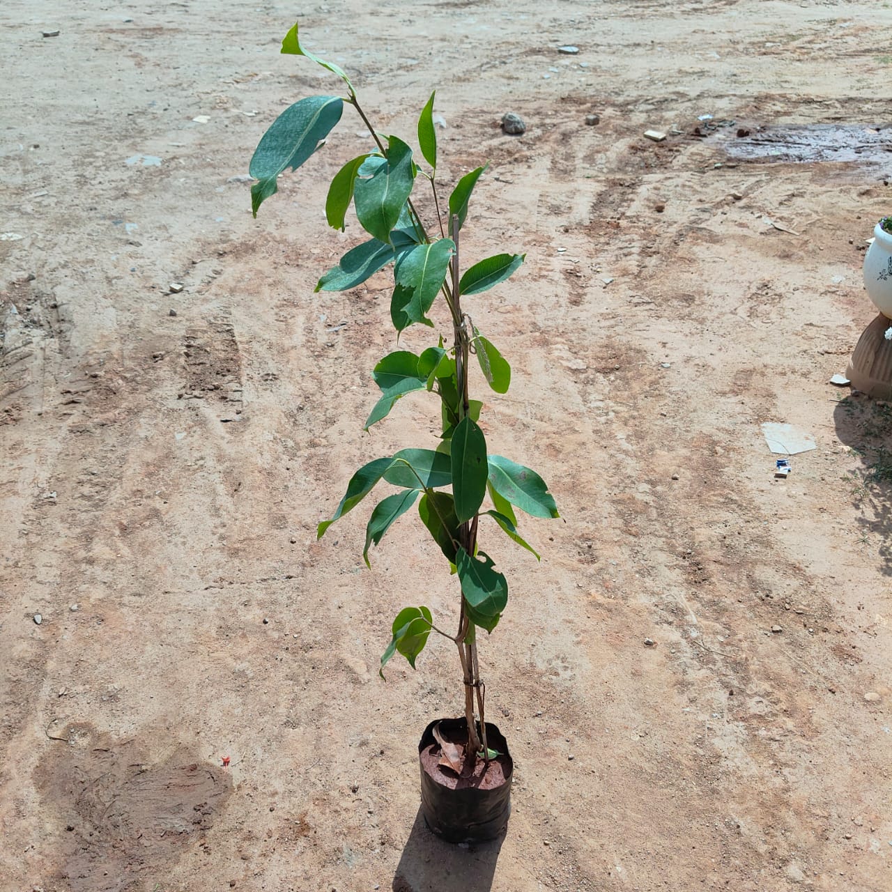 Black Berry / Jamun in 4 Inch Nursery Bag