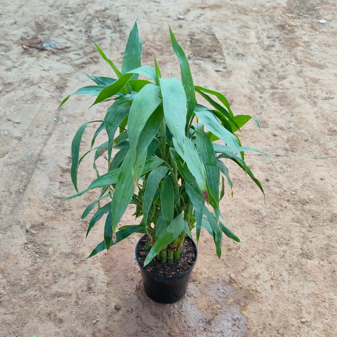 Soil Bamboo in 5 Inch Nursery Pot