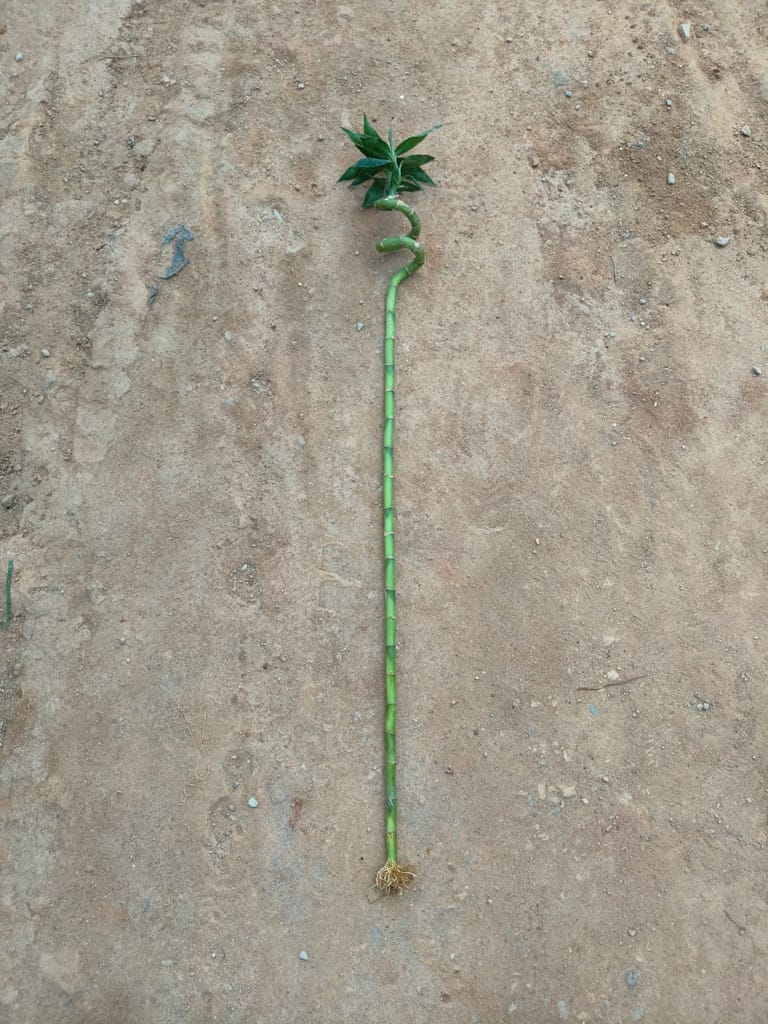 Buy Bamboo Stick (~ 2.5 Ft) ( 1 Pcs) Online | Urvann.com Bamboo Stick (~ 2.5 Ft) ( 1 Pcs)