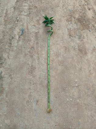 Buy Bamboo Stick (~ 2.5 Ft) ( 1 Pcs) Online | Urvann.com