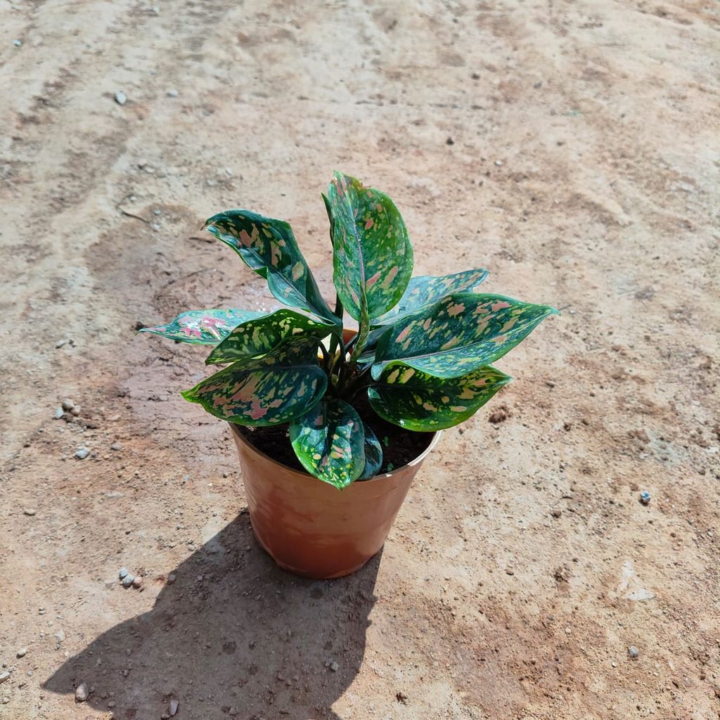 Buy Aglaonema Pink Dalmatian in 5 Inch Nursery Pot Online | Urvann.com Aglaonema Pink Dalmatian in 5 Inch Nursery Pot