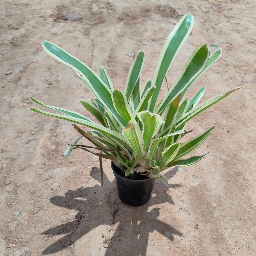 Bromeliad Succulent in 5 Inch Nursery Pot