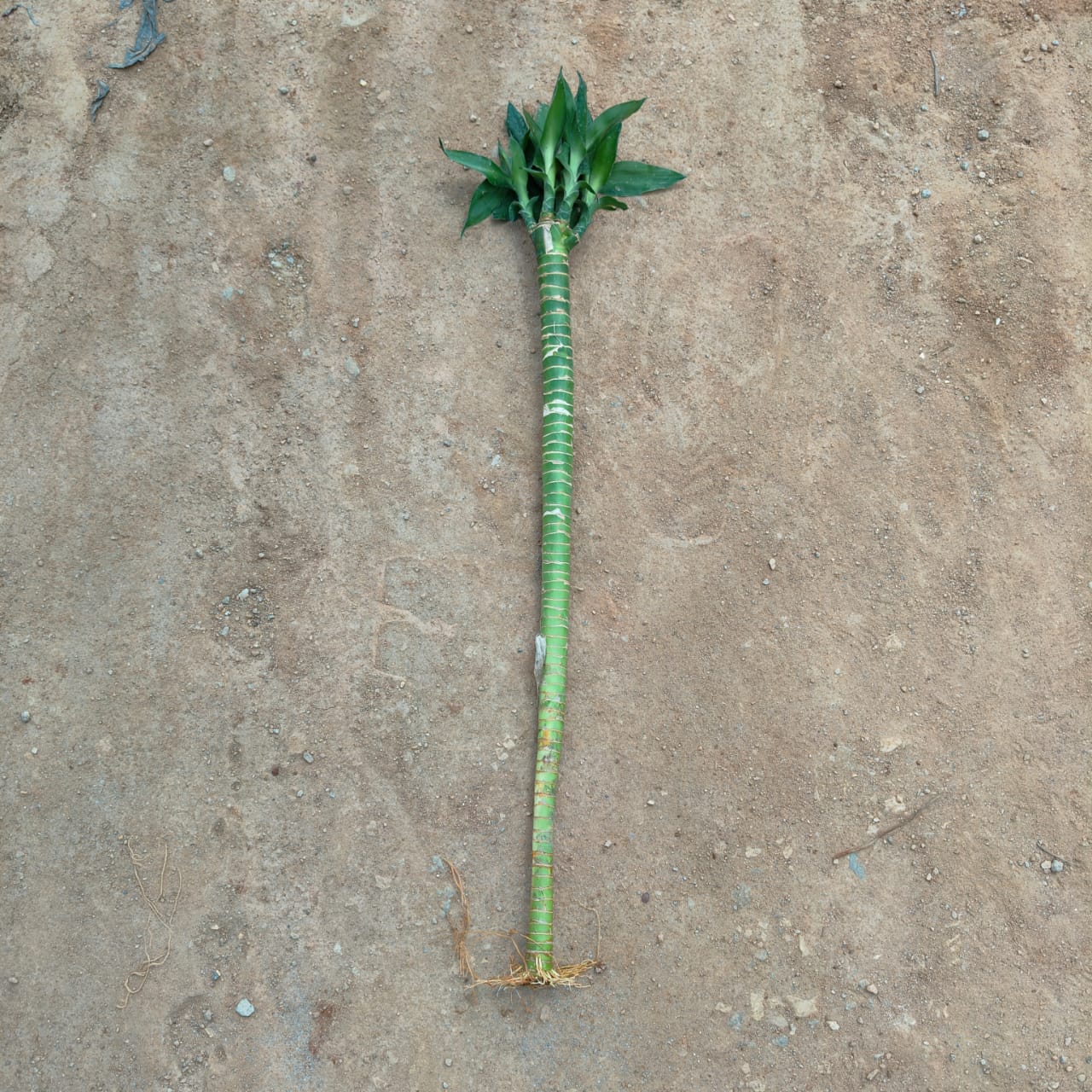 Bamboo Stick (~ 1.5 Ft) 1 Pcs)