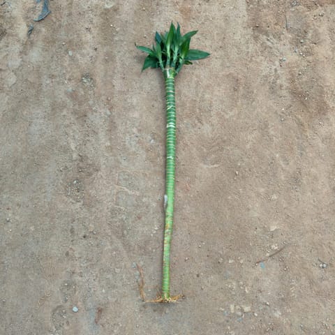Bamboo Stick (~ 1.5 Ft) 1 Pcs)