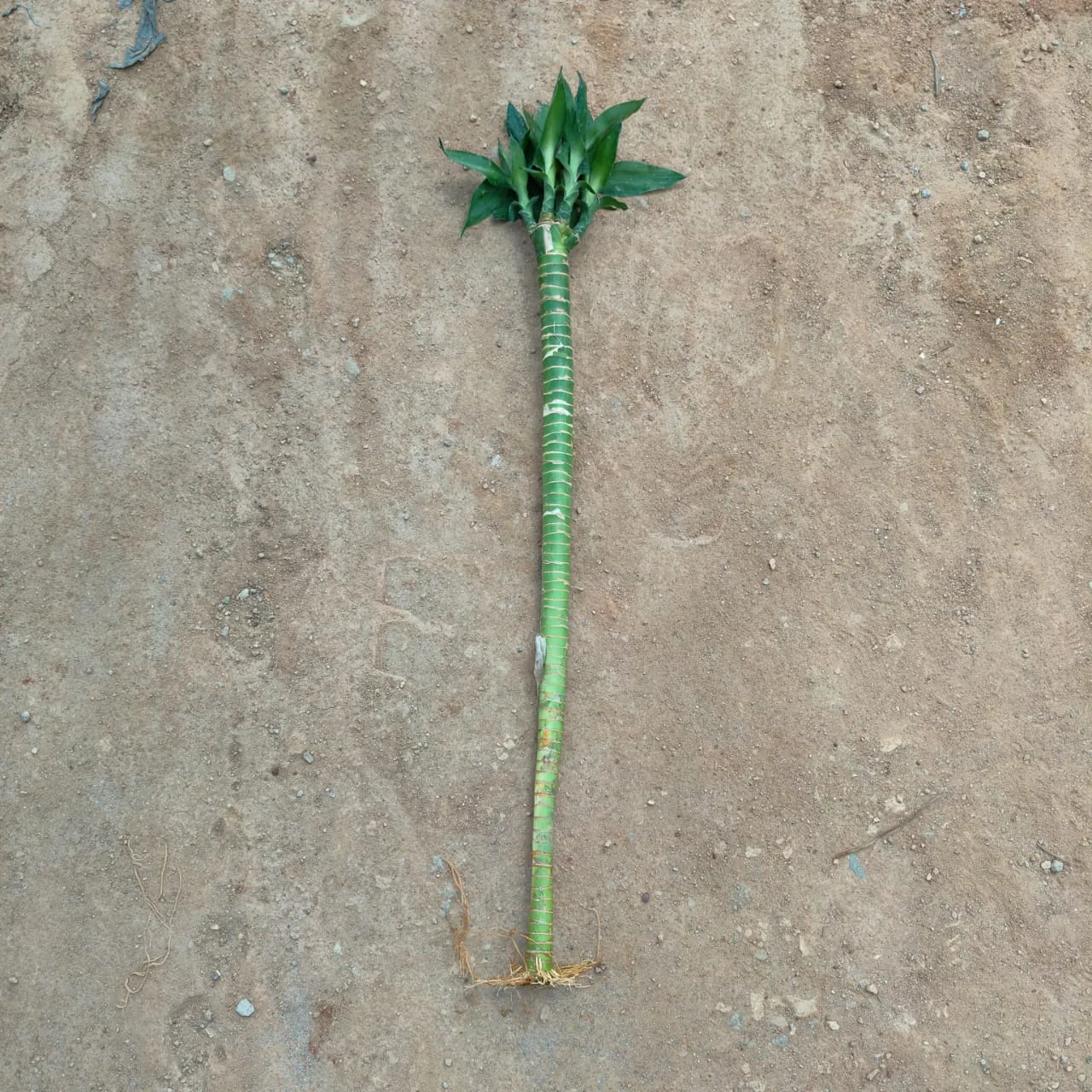 Bamboo Stick (~ 1.5 Ft) 1 Pcs)