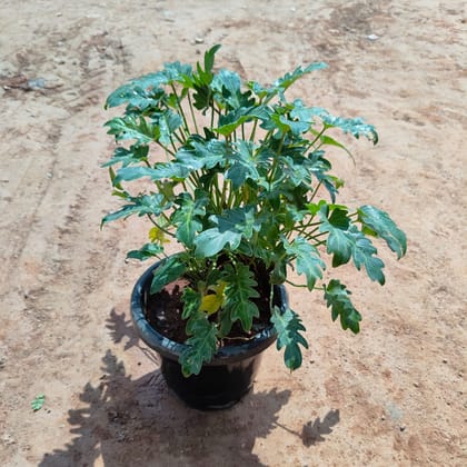 Buy Xanadu Green in 10 Inch Nursery Pot Online | Urvann.com