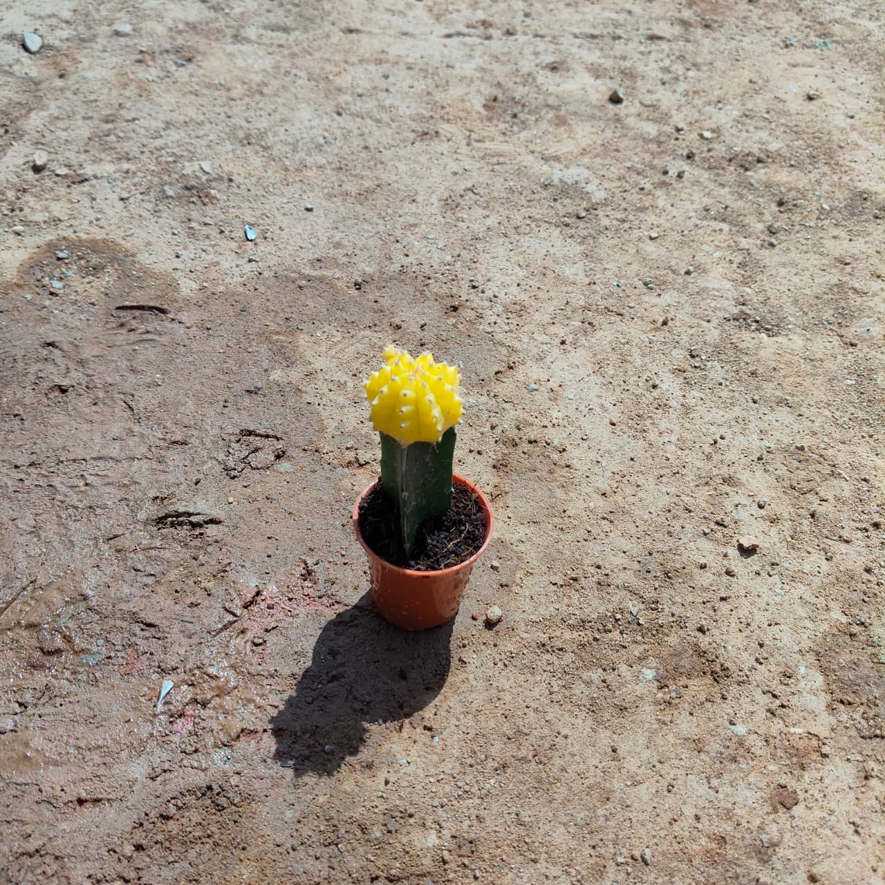 Moon Cactus Yellow in 2 Inch Nursery Pot