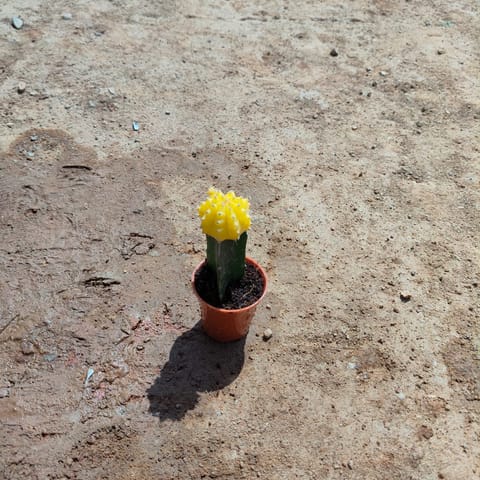 Moon Cactus Yellow in 2 Inch Nursery Pot