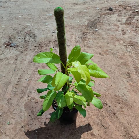 Philodendron Selloum in 8 Inch Nursery Pot