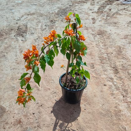 Buy Bougainvillea Orange in 8 Inch Nursery Pot Online | Urvann.com