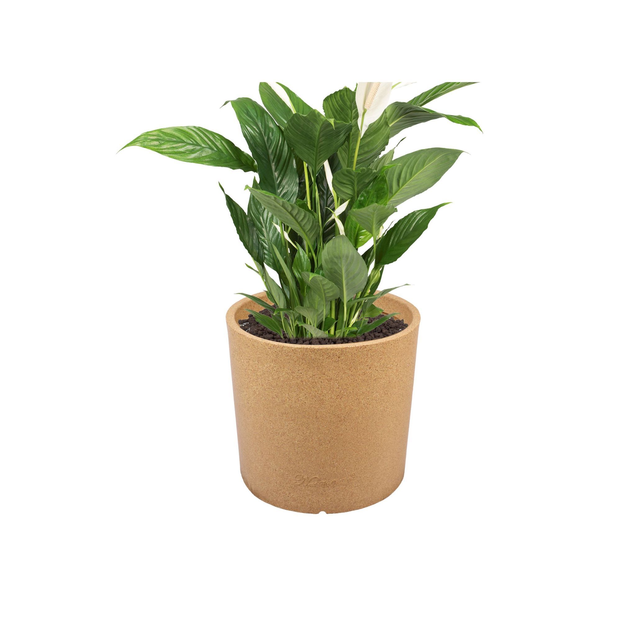 11 X 11 Inch Sandstone Premium Dochieo Fiberglass Planter - Durable large size decoratiive fiber pot for indoor outdoor plants with 5 year warranty