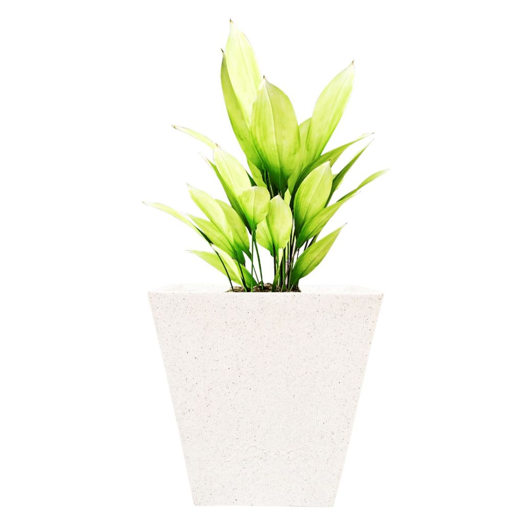Buy 12 X 12 Inch White Premium Makris Fiberglass Planter Online | Urvann.com 12 X 12 Inch White Premium Makris Fiberglass Planter - Durable large size decoratiive fiber pot for indoor outdoor plants with 5 year warranty