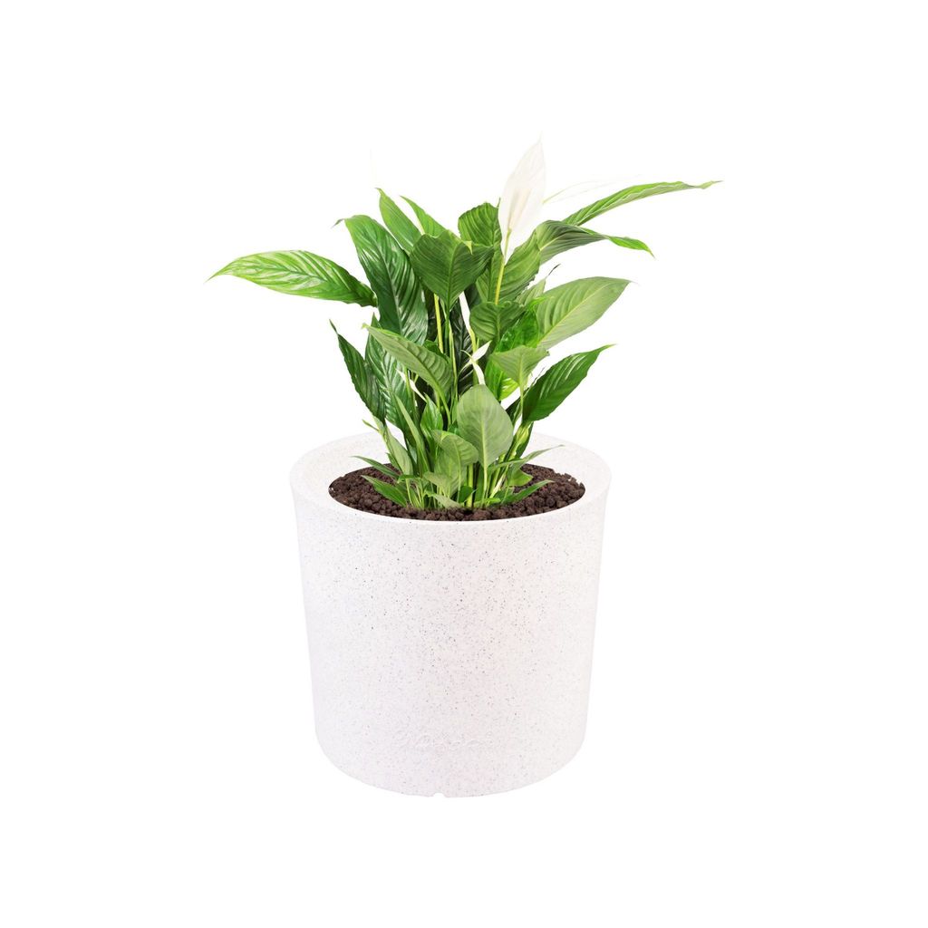 Buy 11 X 11 Inch White Premium Dochieo Fiberglass Planter Online | Urvann.com 11 X 11 Inch White Premium Dochieo Fiberglass Planter - Durable large size decoratiive fiber pot for indoor outdoor plants with 5 year warranty