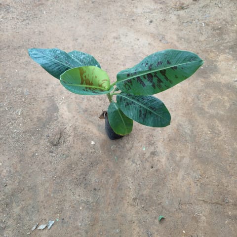 Banana Plant (~ 1.5 Ft) in 5 Inch Live Plant Nursery Bag