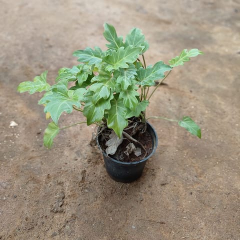 Xanadu Golden in 5 Inch Live Fresh Plant Nursery Pot in Kavi Nagar