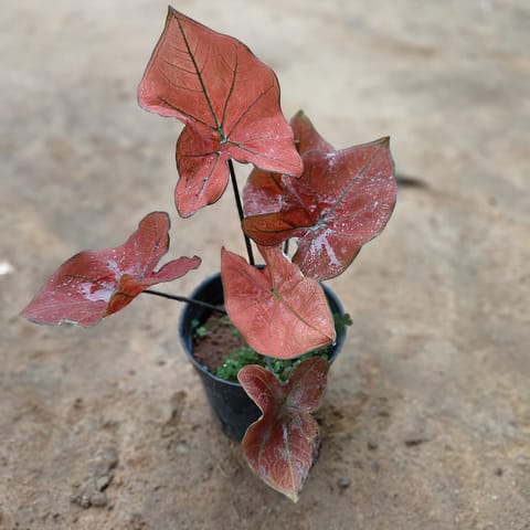 Caladium Red? in 5 Inch Nursery Pot