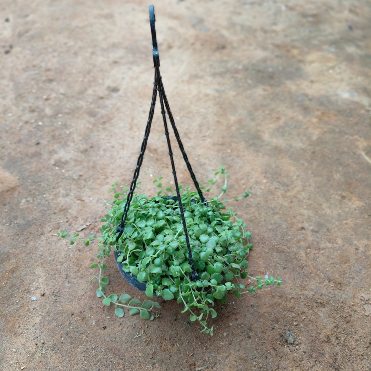 Turtle Vine in 7 Inch Blue Hanging Basket (any colour)