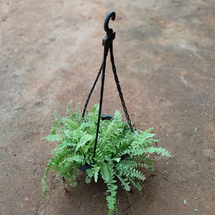Buy Golden Fern in 7 Inch Black Hanging Basket (any colour) Online | Urvann.com
