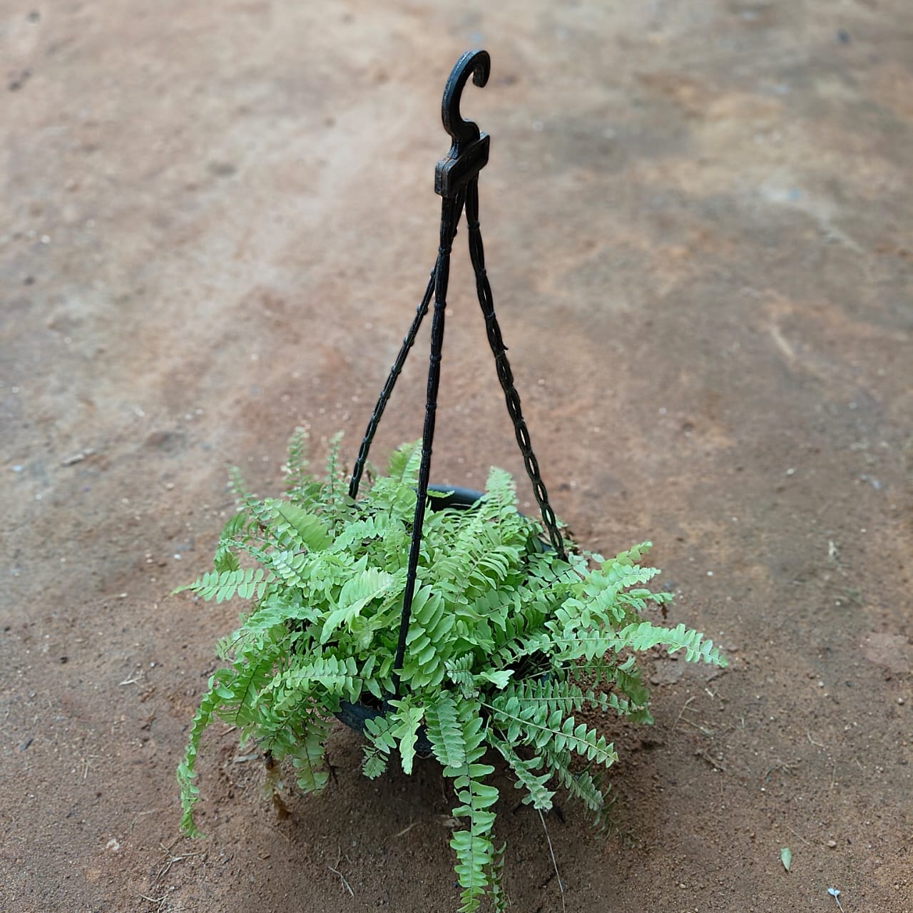 Golden Fern in 7 Inch Black Hanging Basket (any colour)