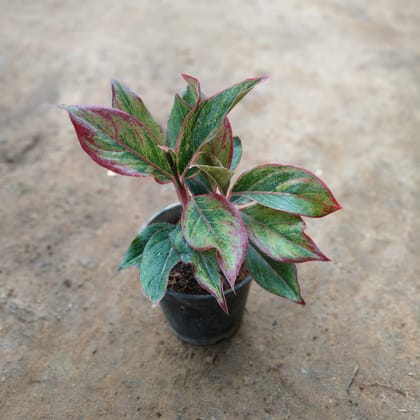 Buy Aglaonema Lipstick  in 5 Inch Nursery Pot Online | Urvann.com