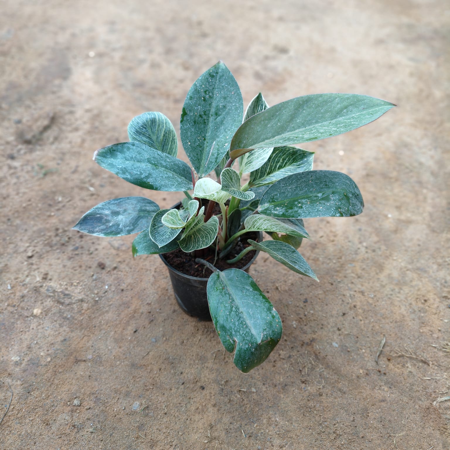 Philodendron Birkin in 5 Inch Nursery Pot