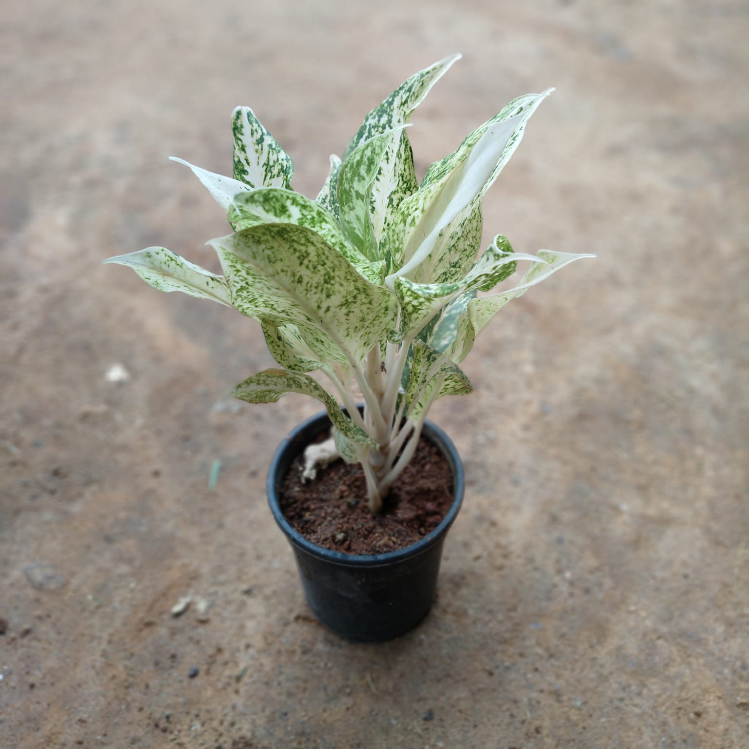 Aglaonema White in 5 Inch Nursery Pot