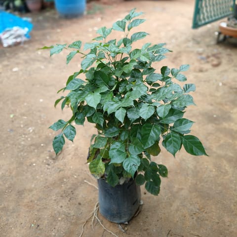 Radermachera / China Doll� in 10 Inch Nursery Bag