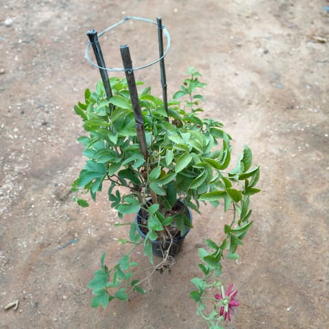 Rakhi Bel in 8 Inch Nursery Pot