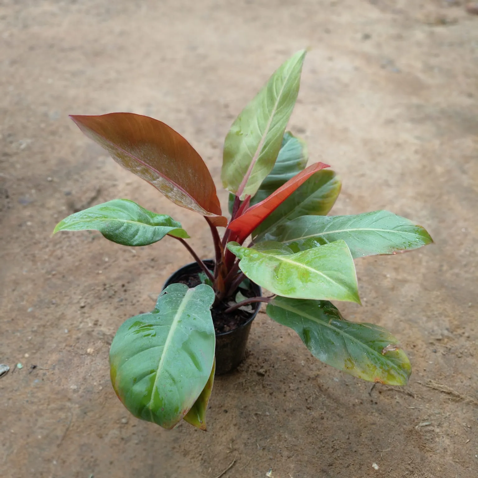 Philodendron Orange in 5 Inch Nursery Pot