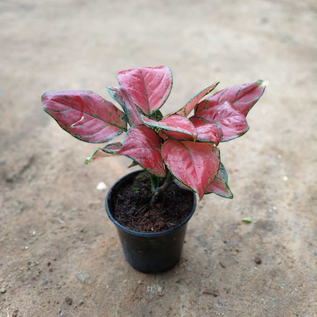 Buy Aglaonema Pink Dalmatian in 5 Inch Nursery Pot Online | Urvann.com Aglaonema Pink Dalmatian in 5 Inch Nursery Pot