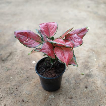 Buy Aglaonema Pink Dalmatian  in 5 Inch Nursery Pot Online | Urvann.com