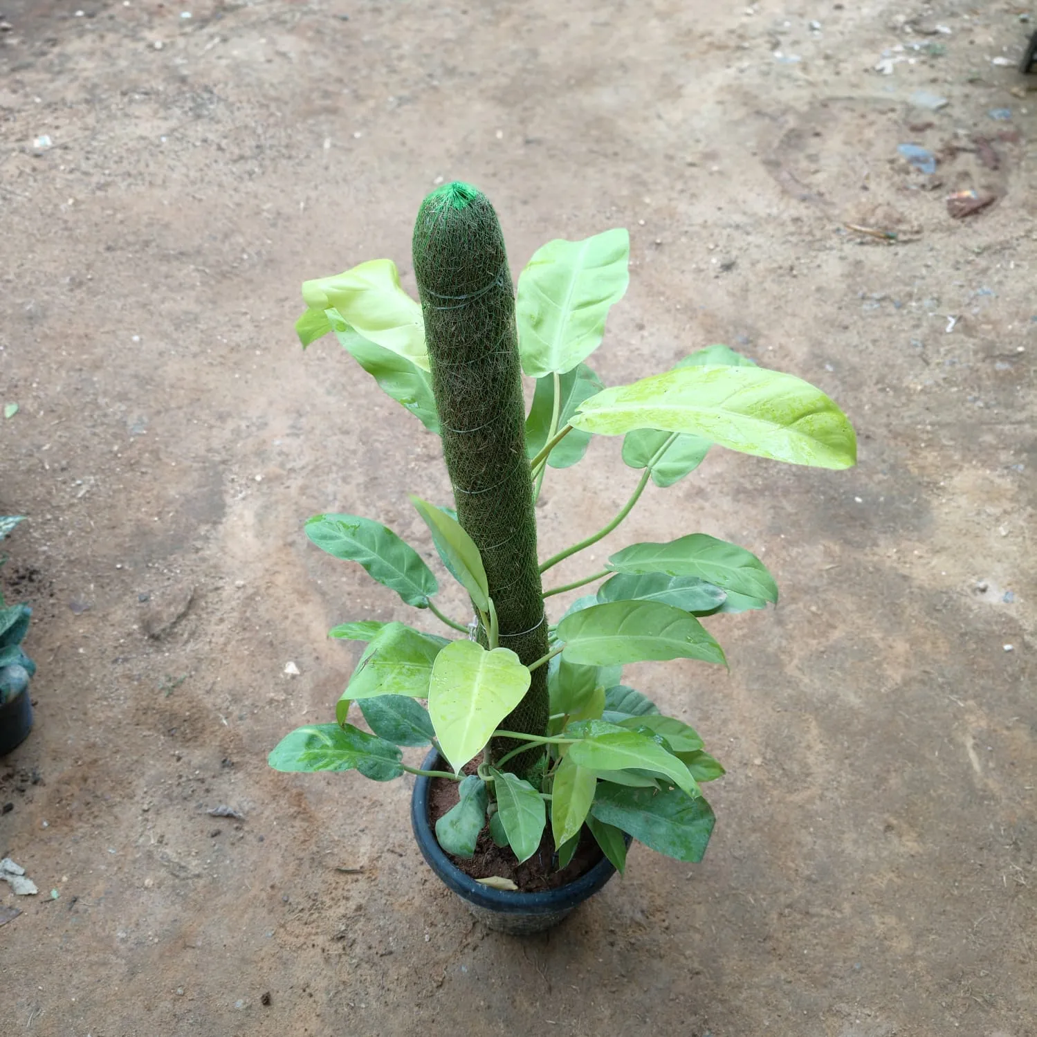 Philodendron Selloum With Moss Stick (~ 3 Ft) in 10 Inch Nursery Pot