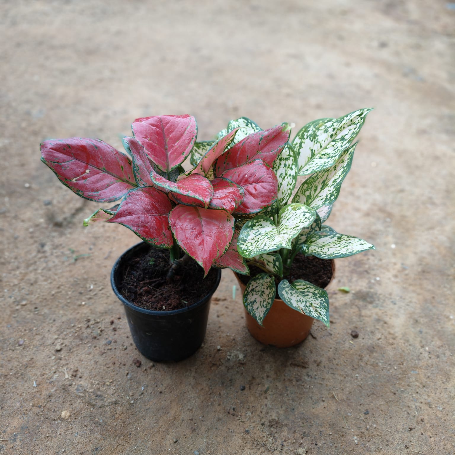 Set of 2 - Aglaonema (Pink Dalmatian & Snow White) in 5 Inch Nursery Pot