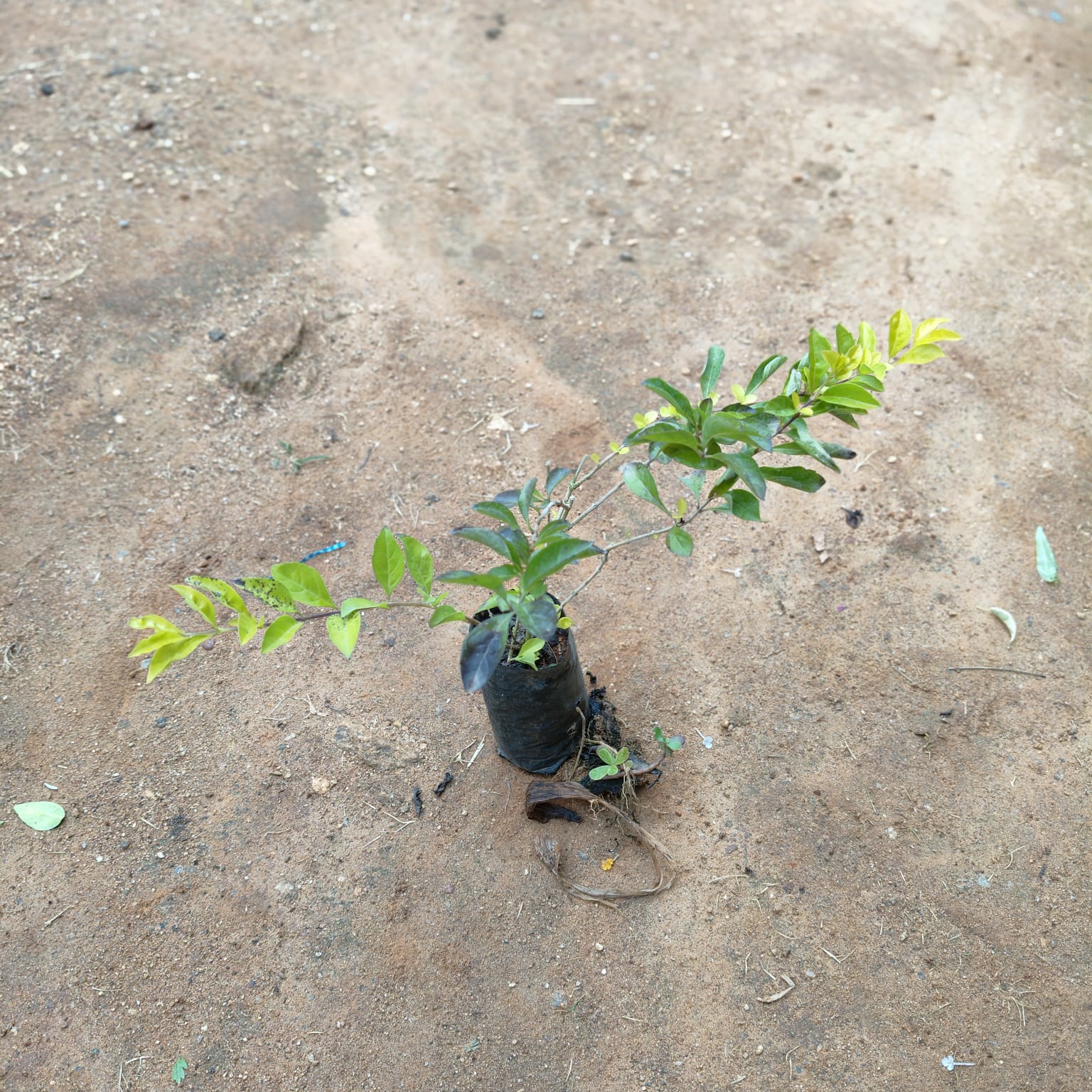 Golden Duranta in 4 Inch Nursery Bag