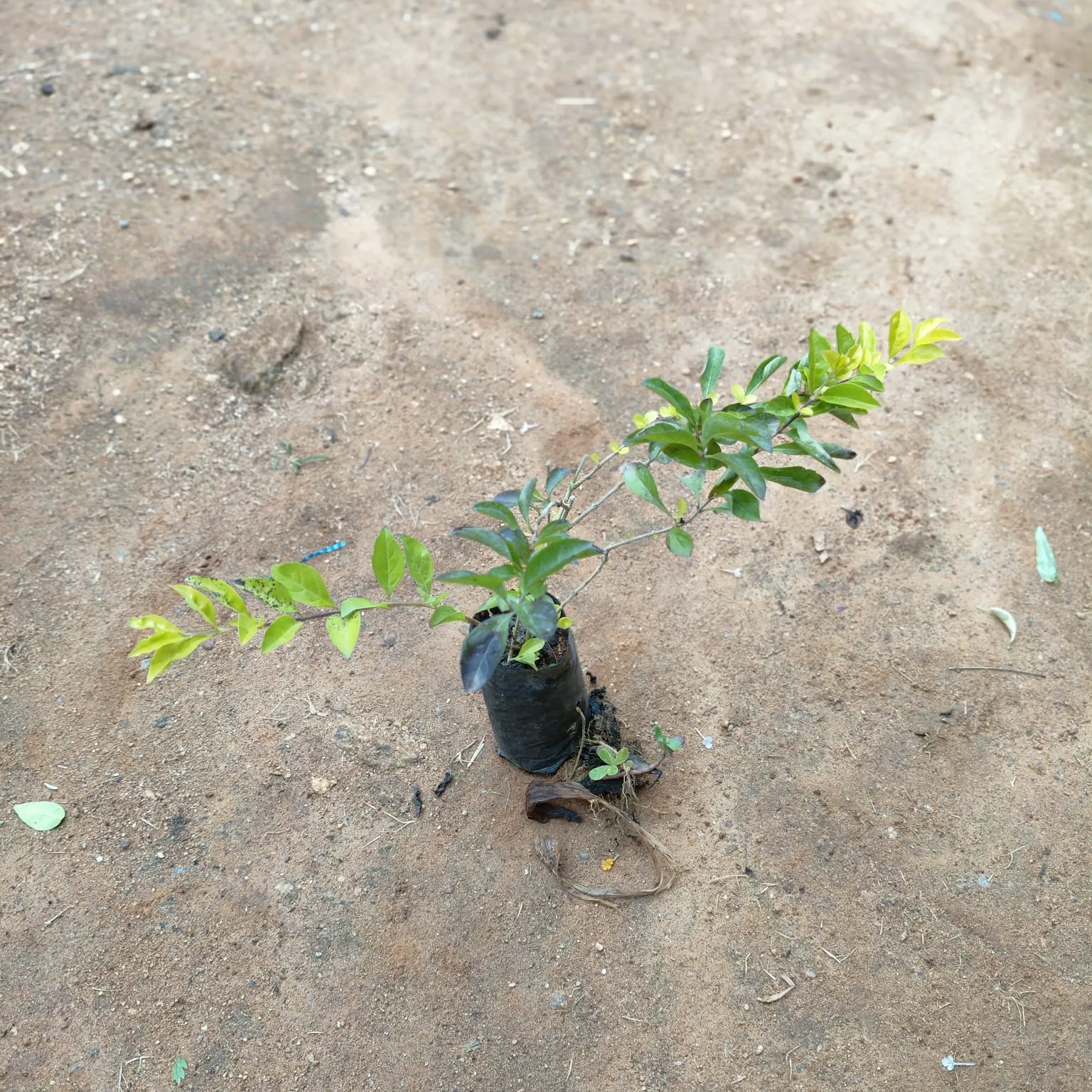 Golden Duranta in 4 Inch Nursery Bag