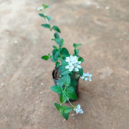 Buy Lantana White in 4 Inch Nursery Bag Online | Urvann.com