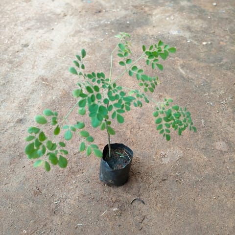 Drumstick / Paijon/ Moringa/ Sehjan in 3 Inch Nursery Bag