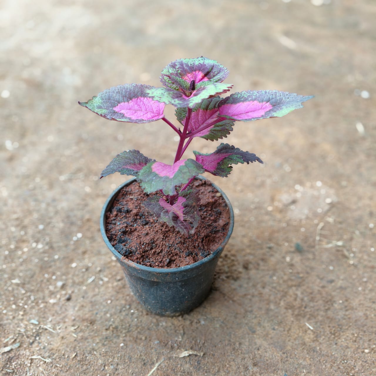 Coleus (Multi colour) in 4 Inch Nursery Pot