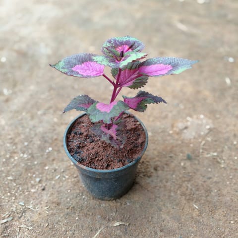 Coleus (Multi colour) in 4 Inch Nursery Pot