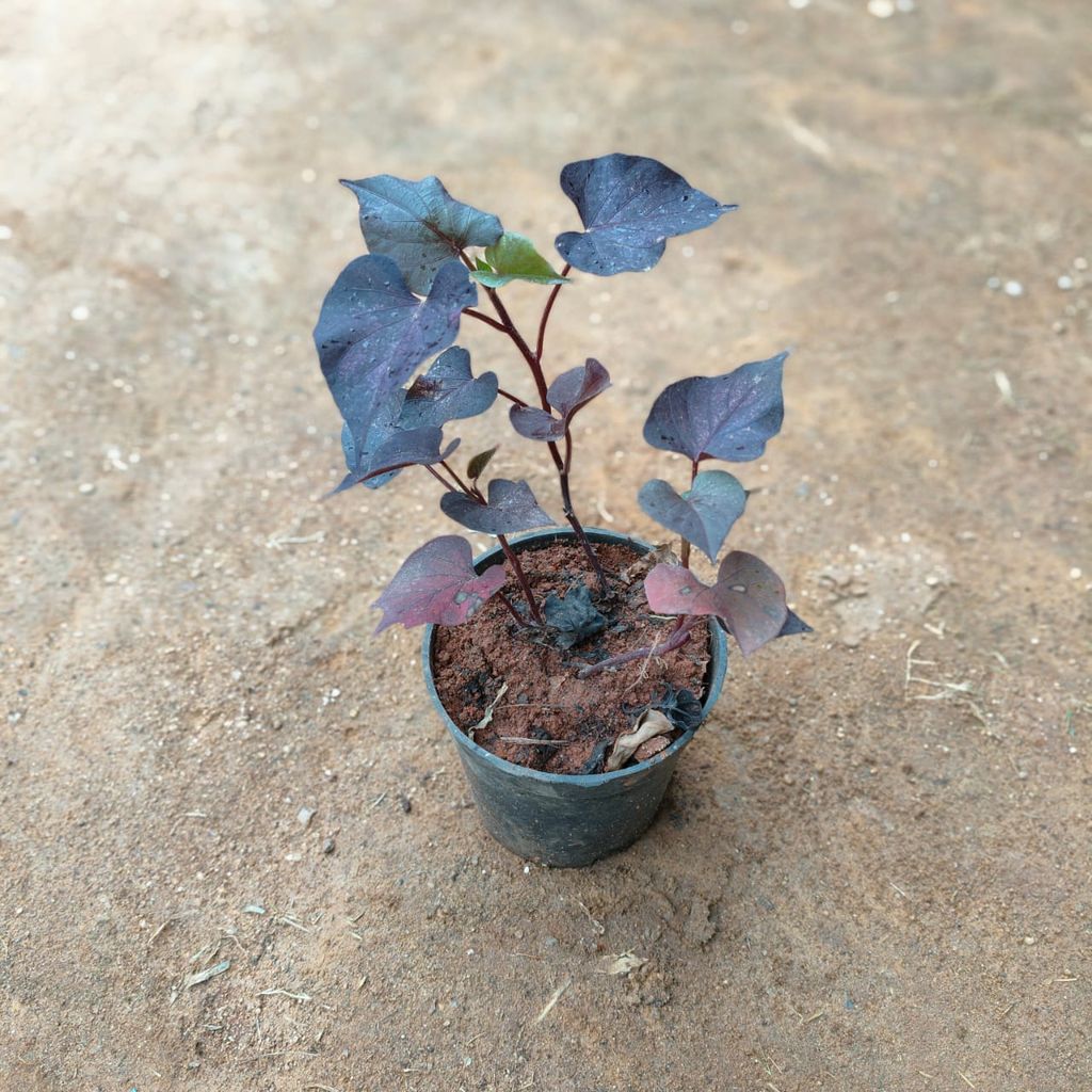 Buy Sweet Potato / Ipomea Black in 4 Inch Nursery Pot Online | Urvann.com Sweet Potato / Ipomea Black in 4 Inch Nursery Pot