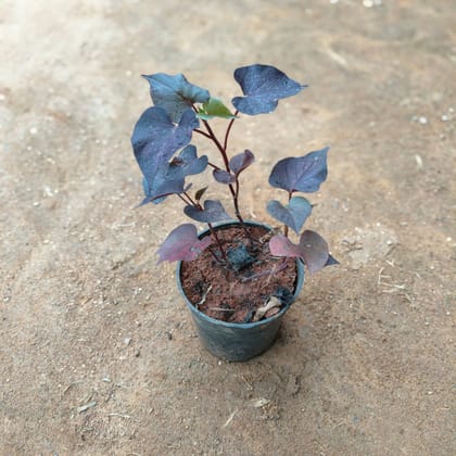 Buy Sweet Potato / Ipomea Black in 4 Inch Nursery Pot Online | Urvann.com