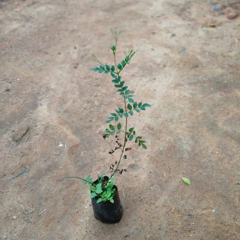 Jagi magle in 4 Inch Live Plant Nursery Bag
