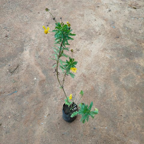 Cosmos in 4 Inch Nursery Bag