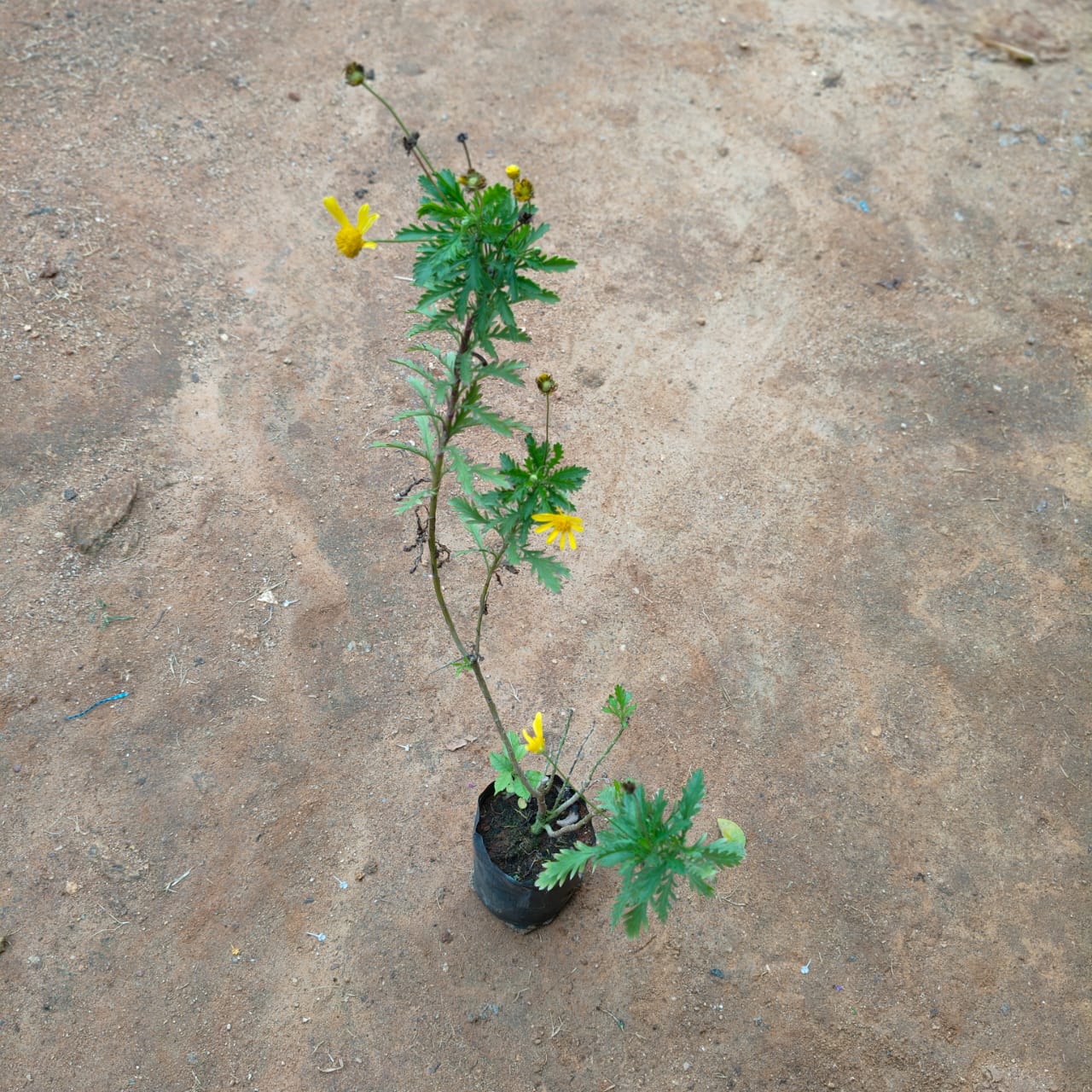 Cosmos in 4 Inch Nursery Bag