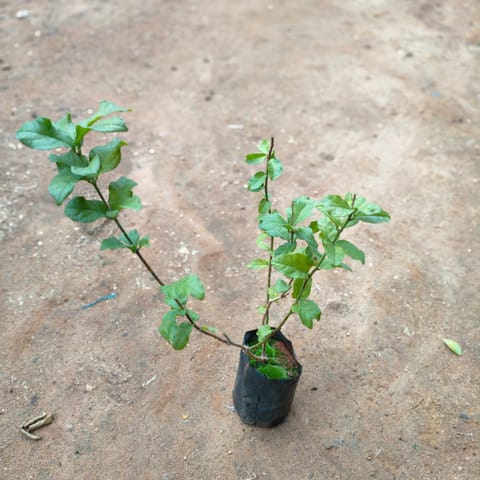 Motia / Jasmine in 4 Inch Nursery Bag