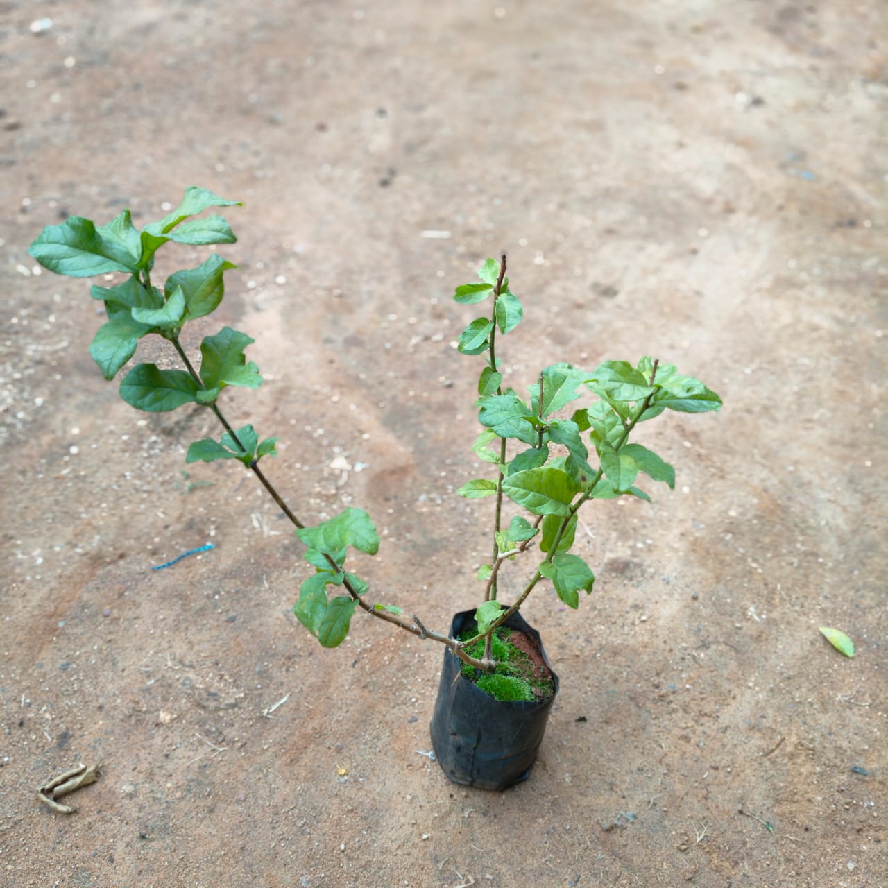 Motia / Jasmine in 4 Inch Nursery Bag