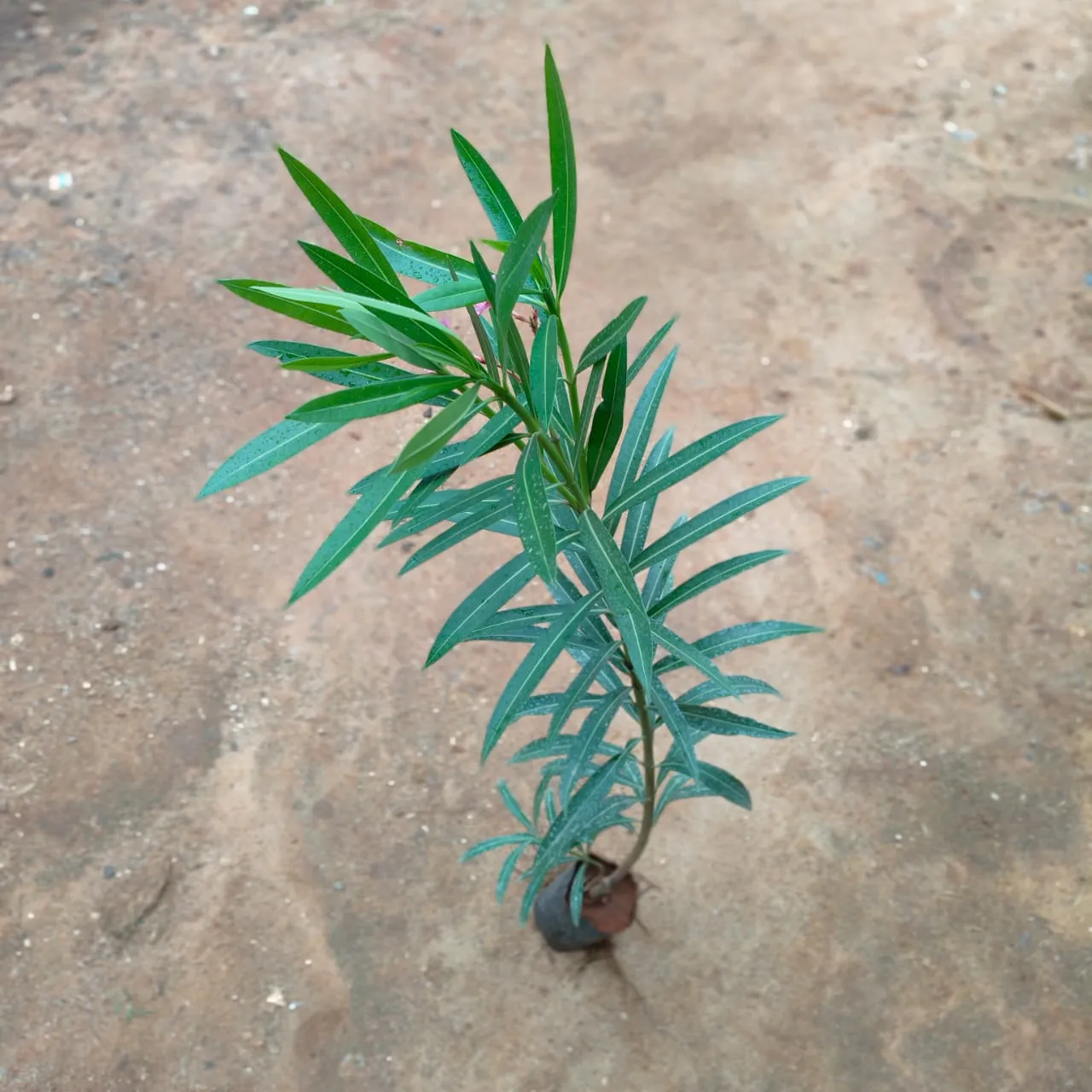 Oleander / Kaner in 4 Inch Nursery Bag